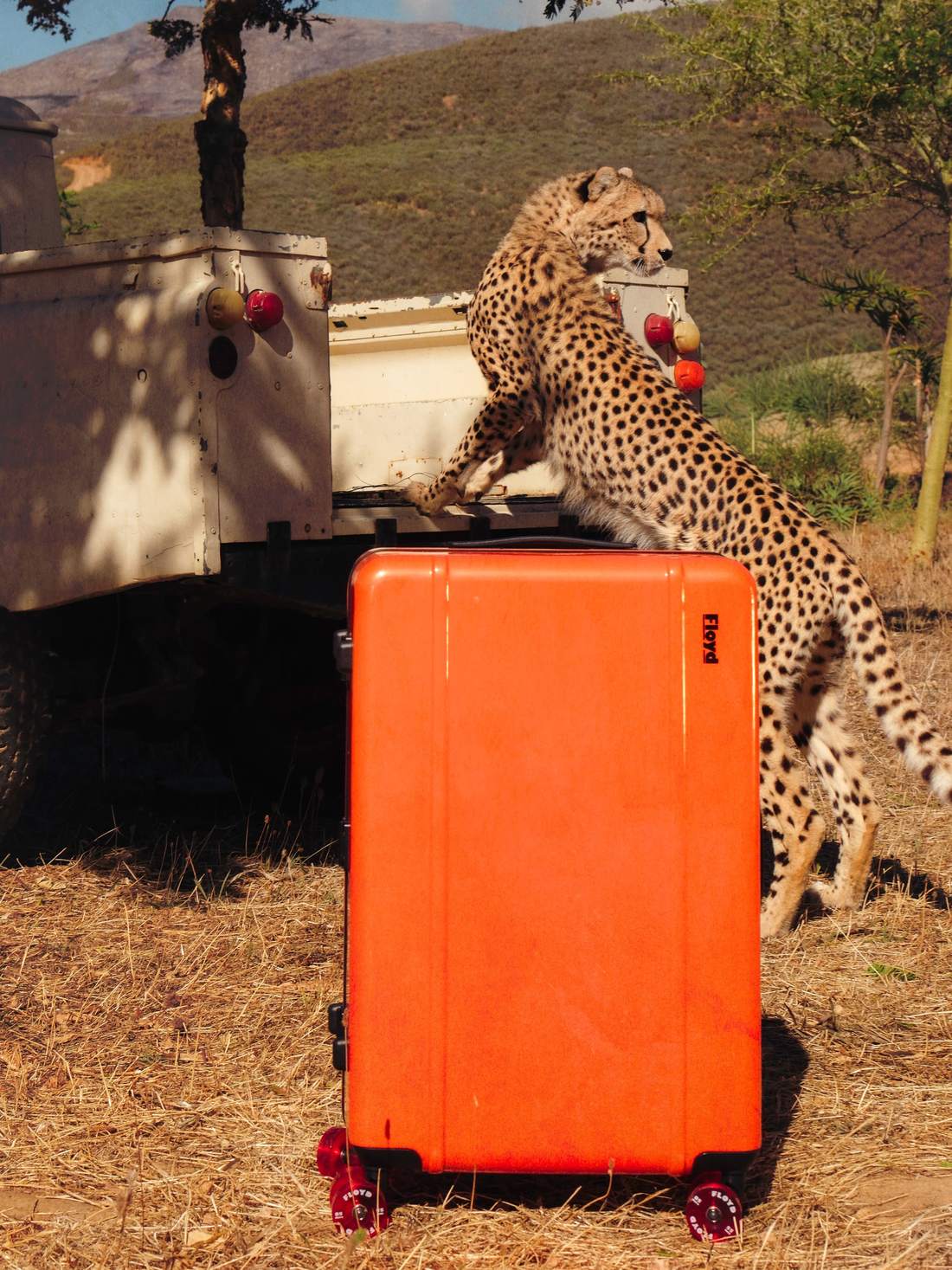 Floyd — South Africa — wild edit