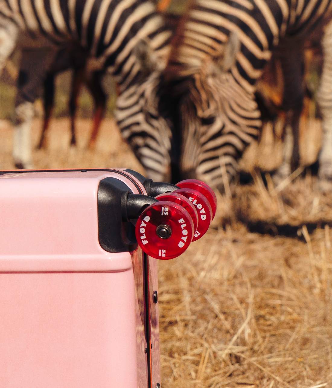 Floyd — South Africa — the herd